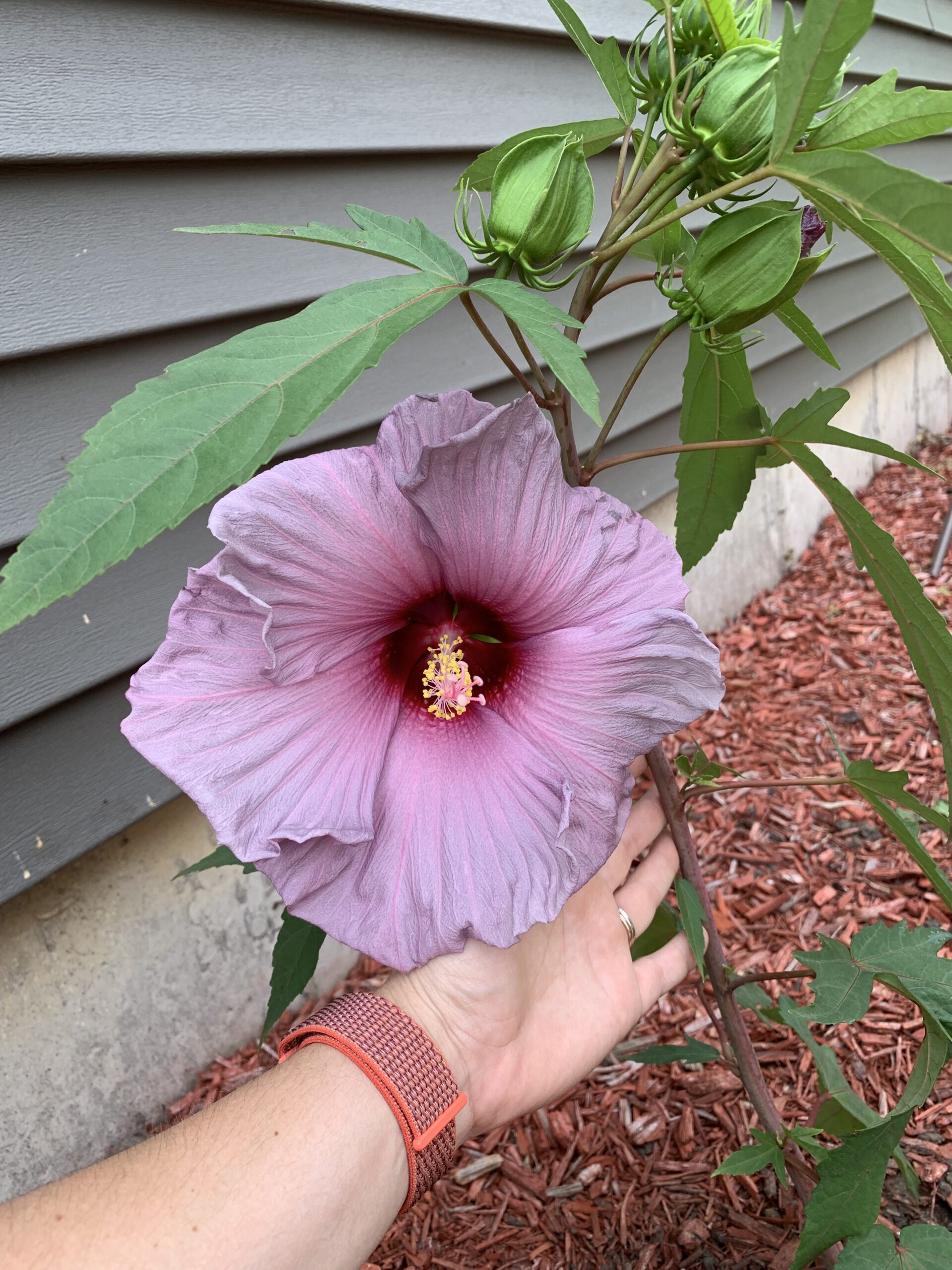 HIBISCUS BABIES