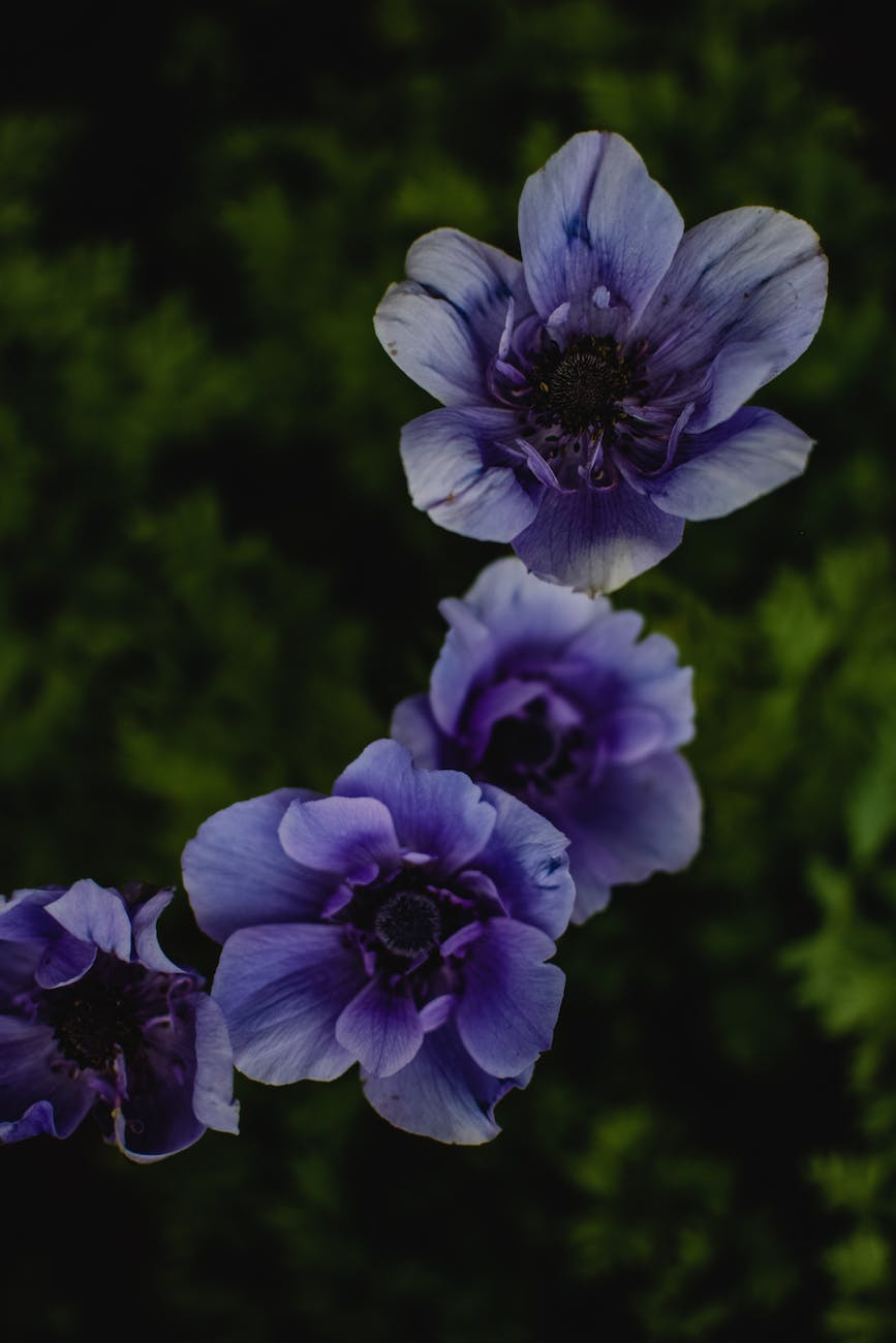 blooming purple flower